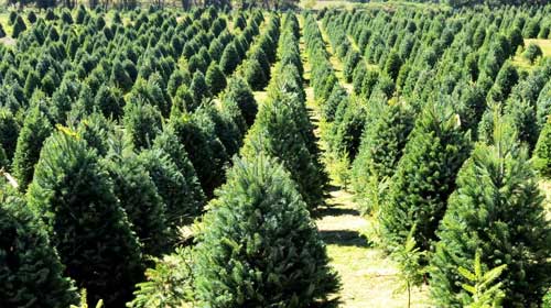 Madera de pino insigne aserrada — Maderas Fresard