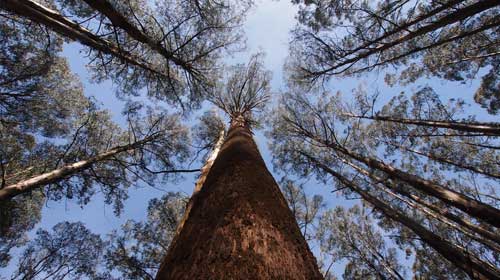 Madera de raulí nativa aserrada — Maderas Fresard