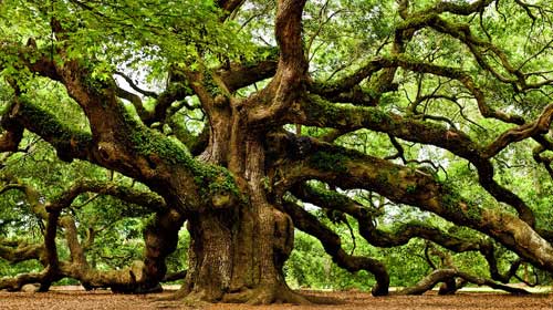 Madera de roble nativo aserrada — Maderas Fresard